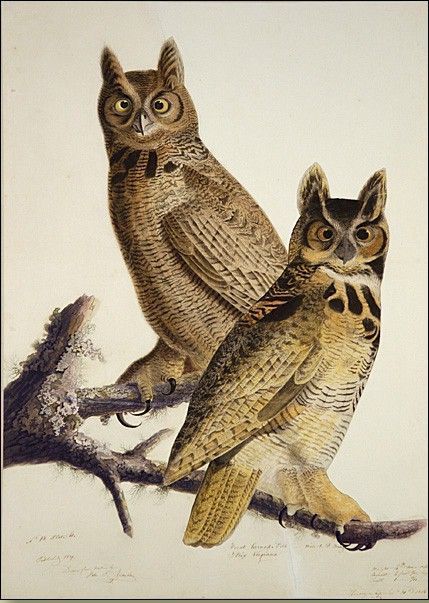 John James Audubon Great Horned Owl